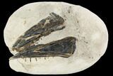 Fossil Enchodus (Fanged Fish) Lower Jaws - Morocco #107345-2